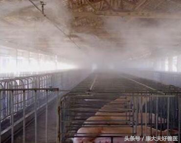 母猪产后可以吹风扇吗,母猪分娩能吹风扇吗