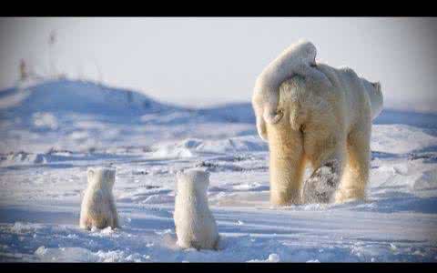 动画设计制作全过程简单,动画片制作教程