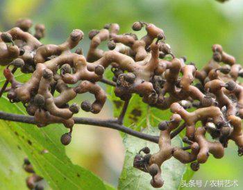 农村中草药300种彩图,农村中草药图谱72种