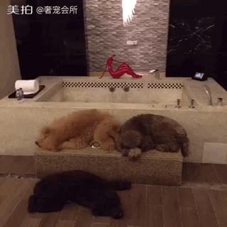 巨型泰迪不仅很拉风还是个小土豪，网友表示：投胎真是个技术活，突然觉得人不如汪