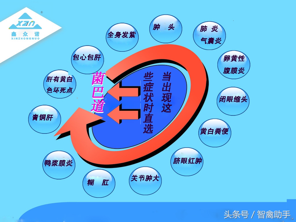 鸡采食量下降或不吃食用什么药,鸡采食量不好站不起来