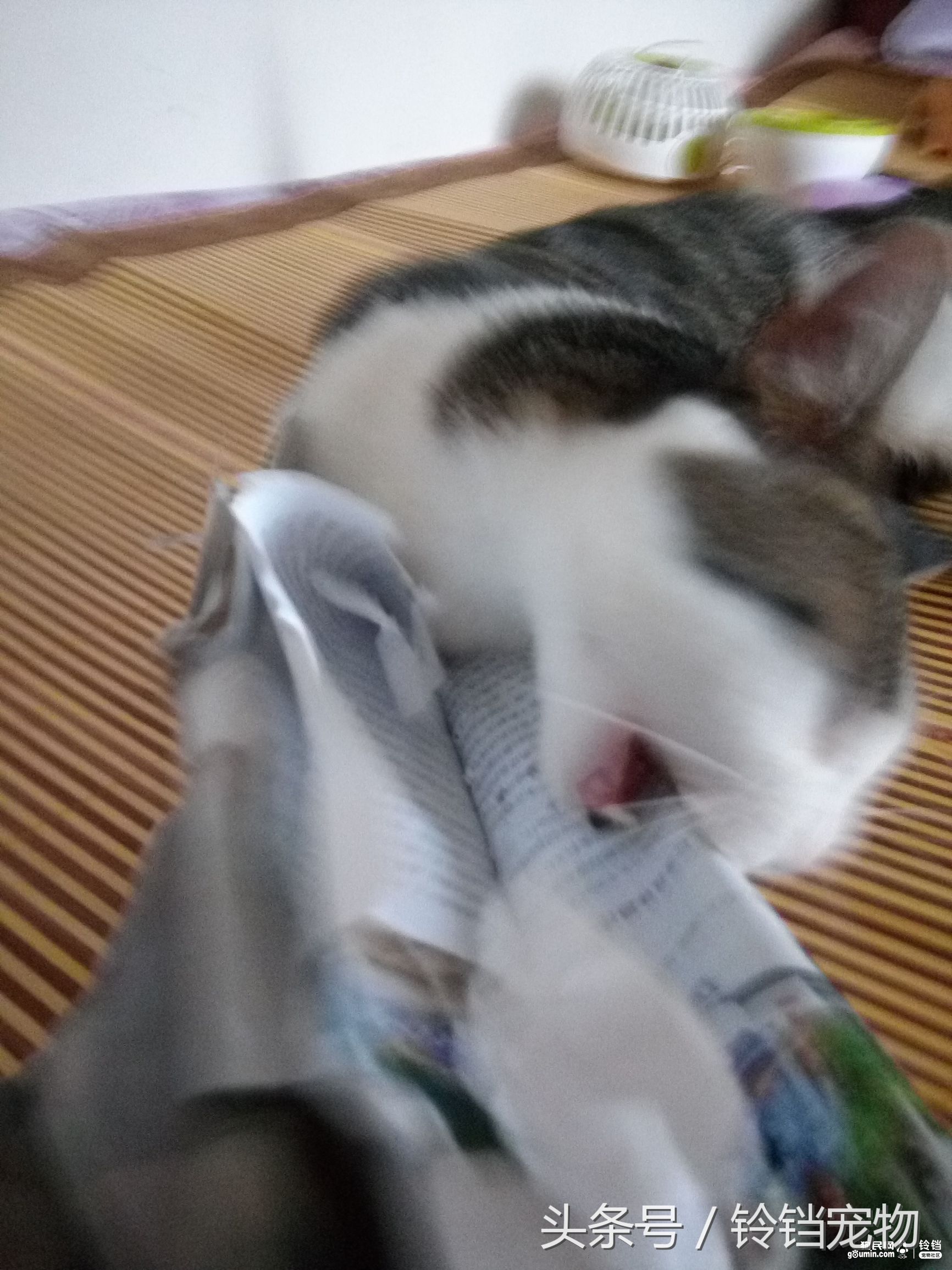 猫狗拆家 (猫狗一起拆家了)