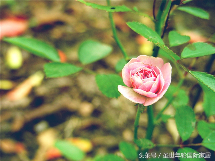 浪漫遇见纯音乐,浪漫遇见完整版