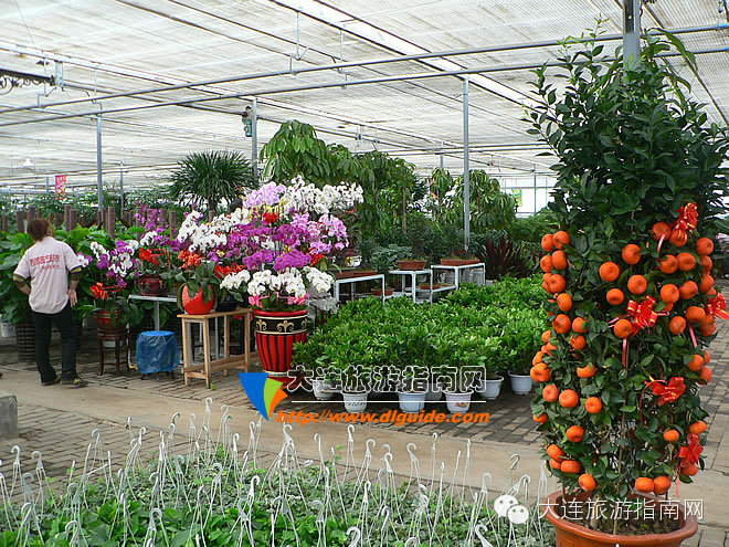 大连西郊超市,大连西郊园艺超市游记