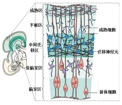 大脑中枢多久才知道进食,关于大脑皮层的知识