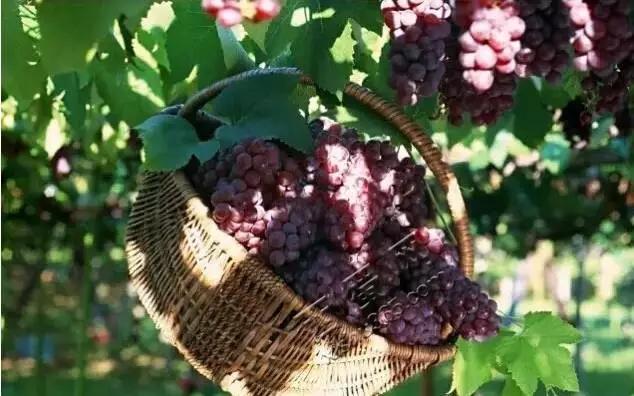 绵阳市江油简介,江油人气怎样