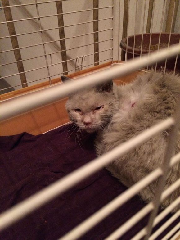 垃圾桶旁边的小猫，我走进了冲着我叫却叫不出声音，只能嘴巴动！