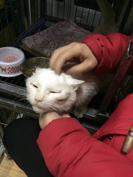 垃圾桶旁边的小猫，我走进了冲着我叫却叫不出声音，只能嘴巴动！