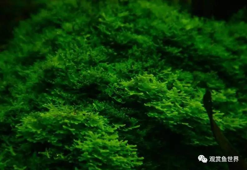 莫斯水草黑褐色,粉色莫丝水草