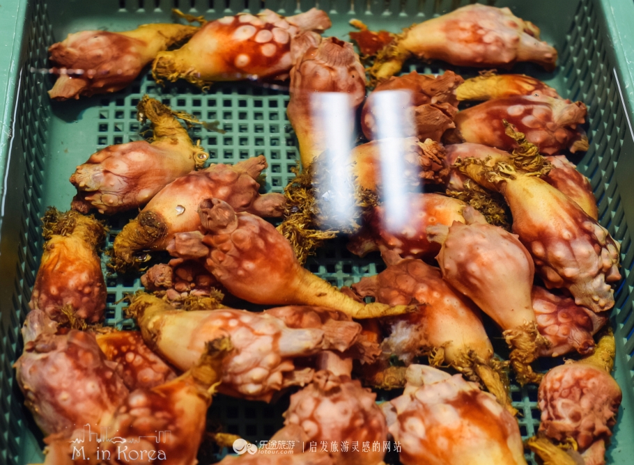 跟着RM探寻济州东门市场