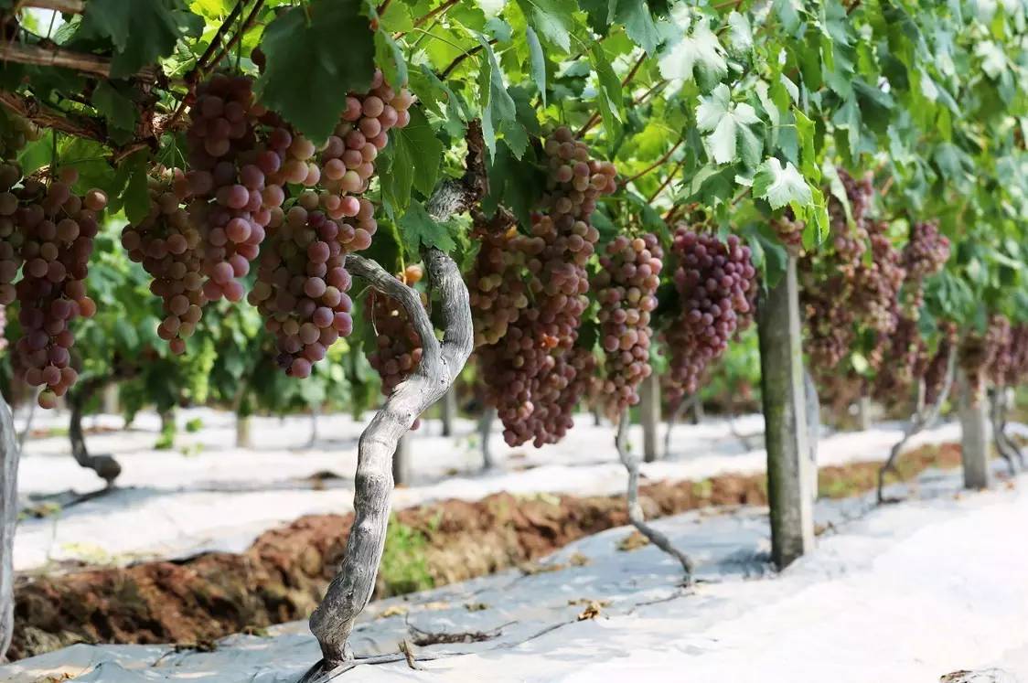 夏日冰爽解渴消暑的秘诀,消暑有妙招