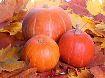 为了小暑清热解暑祛湿止咳，让我们一起来做“吃瓜群众”