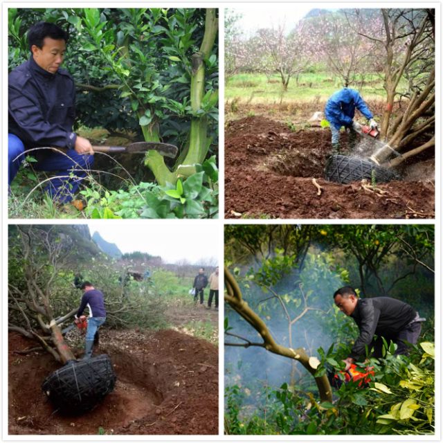 他在国营柑橘基地干了15年，总结了一套超实用的黄龙病防治方法