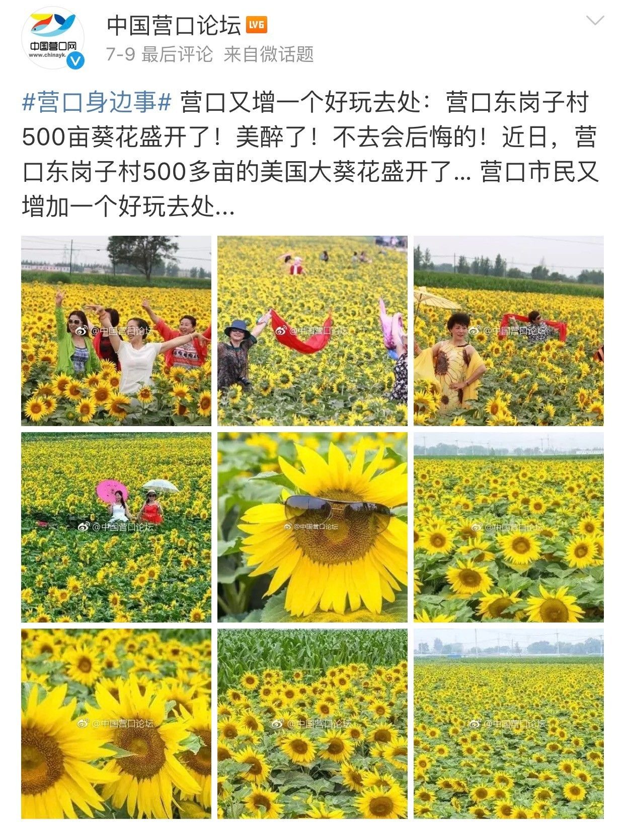 实拍鲅鱼圈“金色海洋”！和你的Ta来场“沉默”的邂逅……