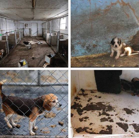 我没牙，我腿短，但我很红！