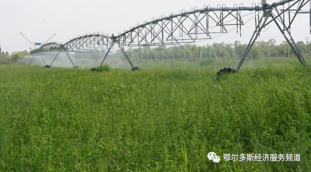 伊金霍洛旗7个儿女“才艺”大比拼~看看你支持谁