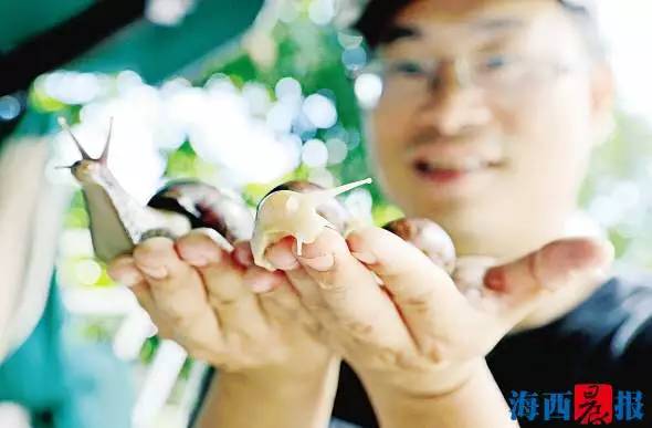 路边常见的蜗牛是否有毒性,路边发现巨大蜗牛有毒吗