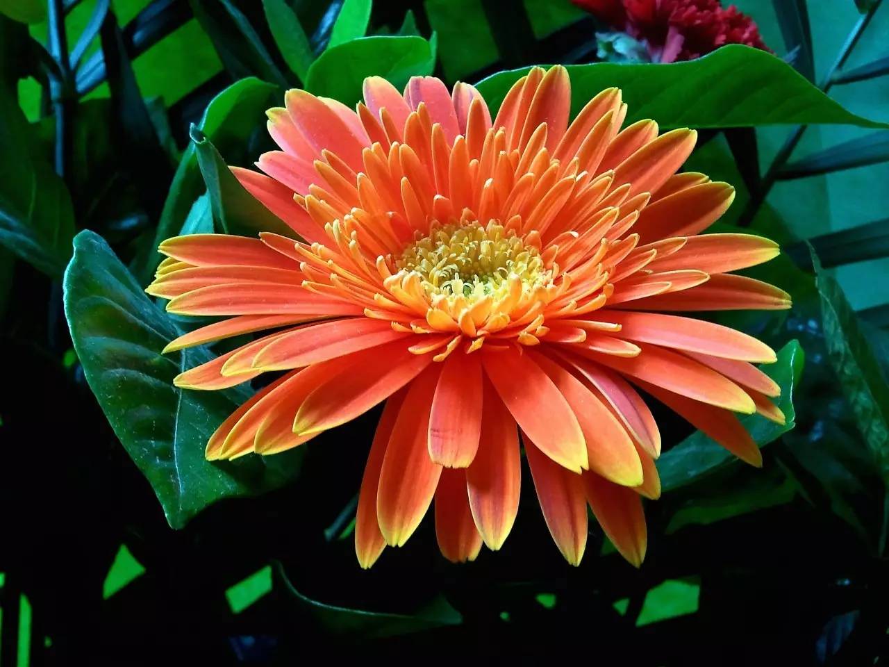 茶叶是个宝喝得好胜过冬虫夏草,茶叶也是好东西