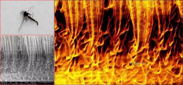 显微镜奇妙世界,显微镜下的奇妙世界视频