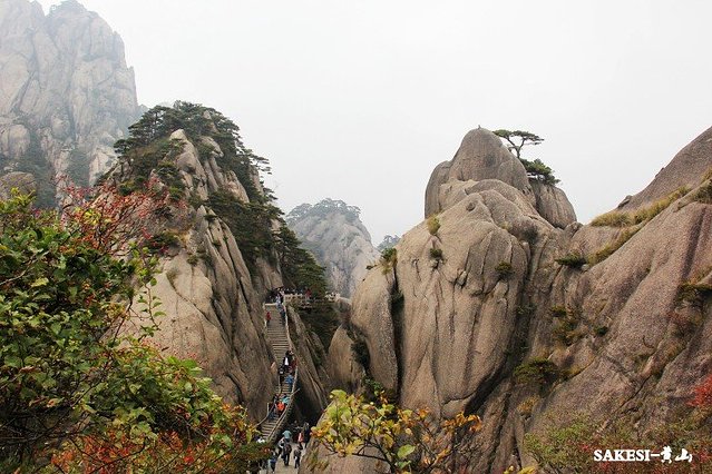 金毛萨克斯,金毛挑战全部视频