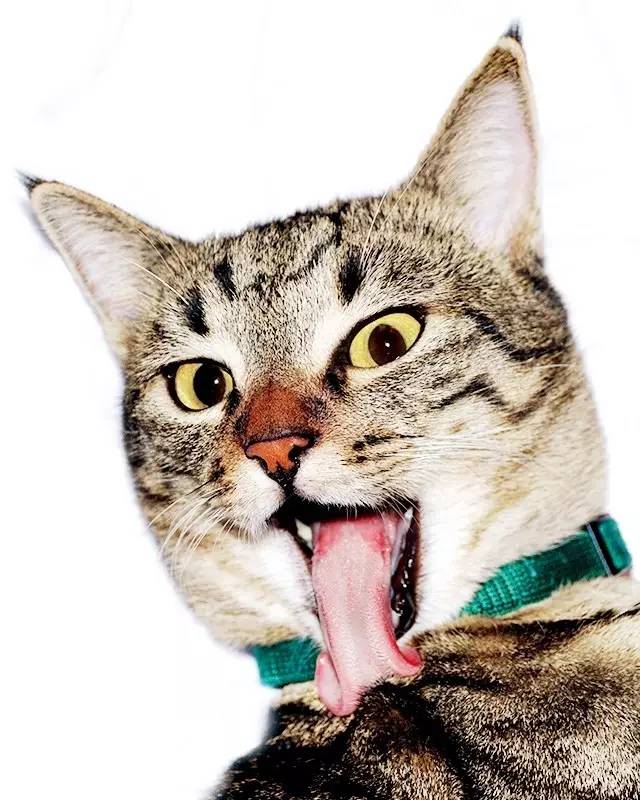 坐舔、跪舔、躺着舔……喵为什么这么爱舔毛？丨行为