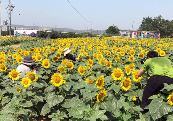 实拍鲅鱼圈“金色海洋”！和你的Ta来场“沉默”的邂逅……