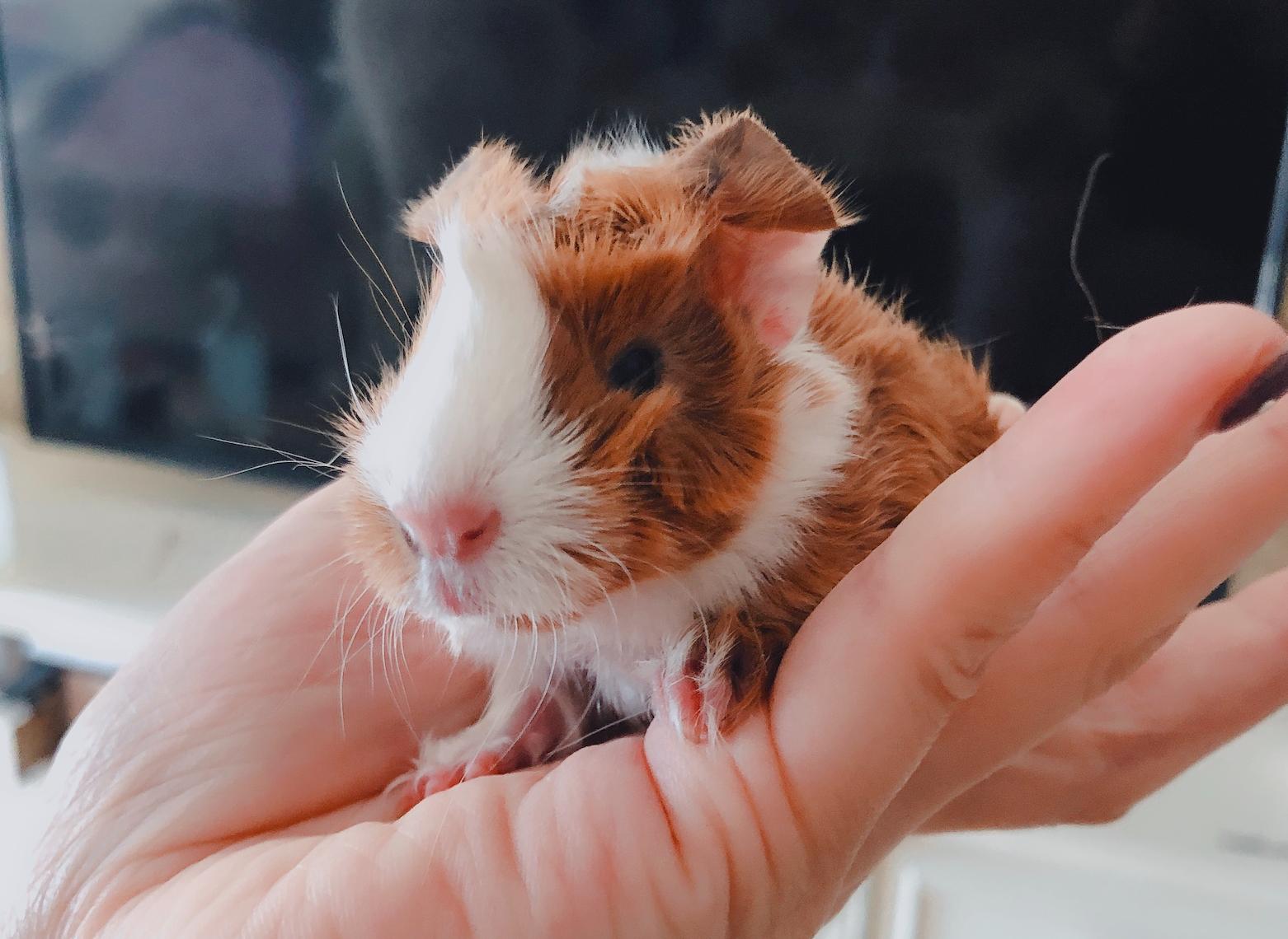 荷兰猪仓鼠龙猫三种宠物饲养,龙猫仓鼠豚鼠中哪个最好养