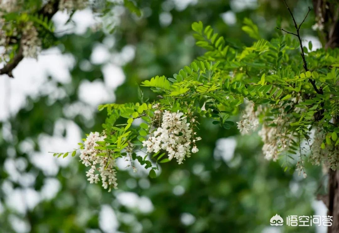 槐花用盐腌冷冻怎么保存一年,槐花怎样保存才放得久又新鲜