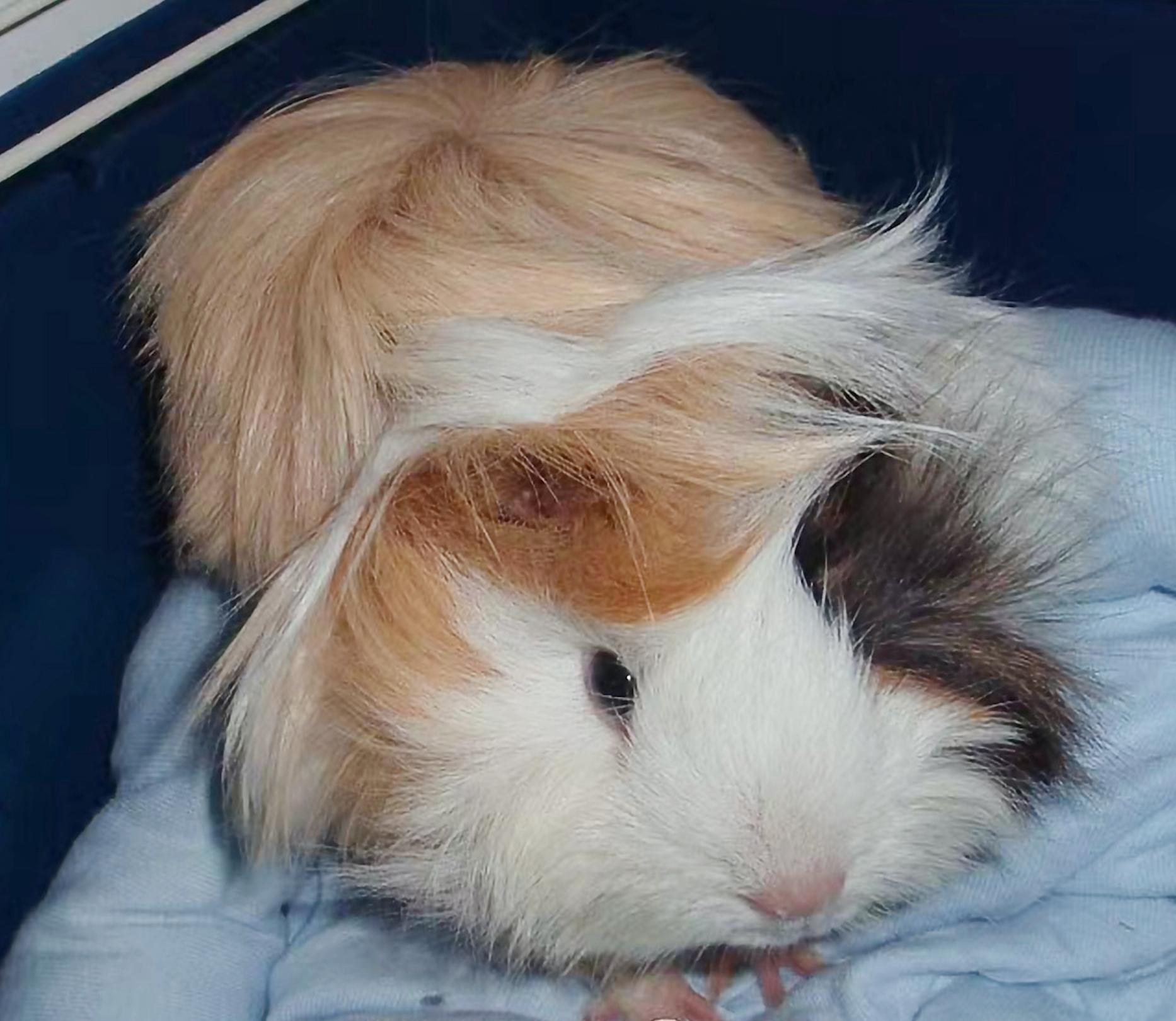 荷兰猪仓鼠龙猫三种宠物饲养,龙猫仓鼠豚鼠中哪个最好养