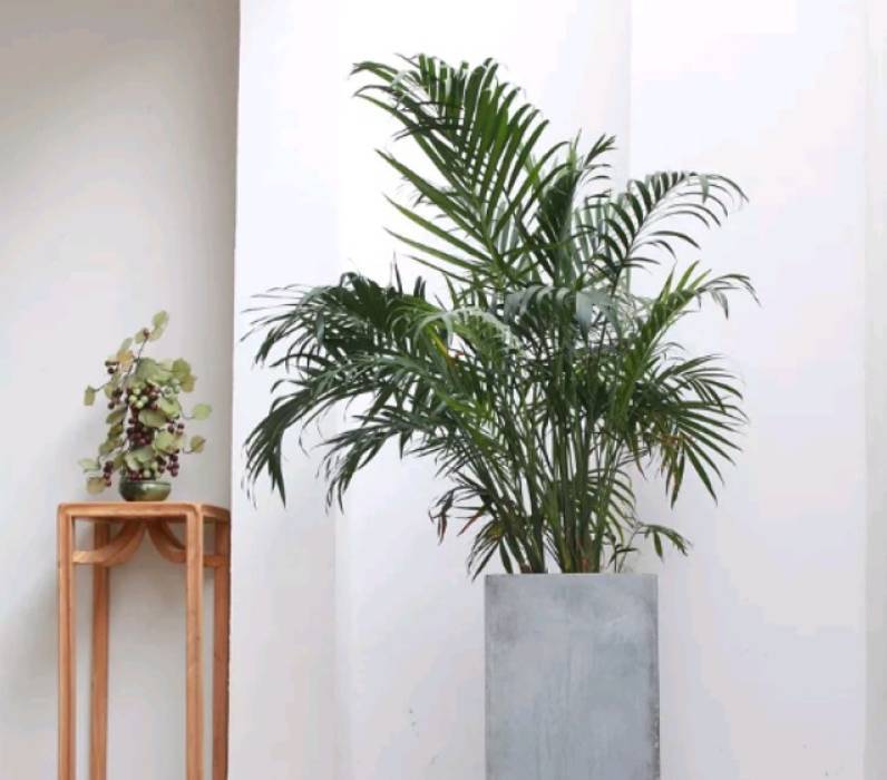 散尾葵焦尖叶黄,散尾葵根发霉叶黄怎么回事