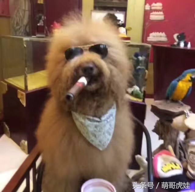 巨型贵宾站起来走路像个小公主,巨型贵宾走路视频