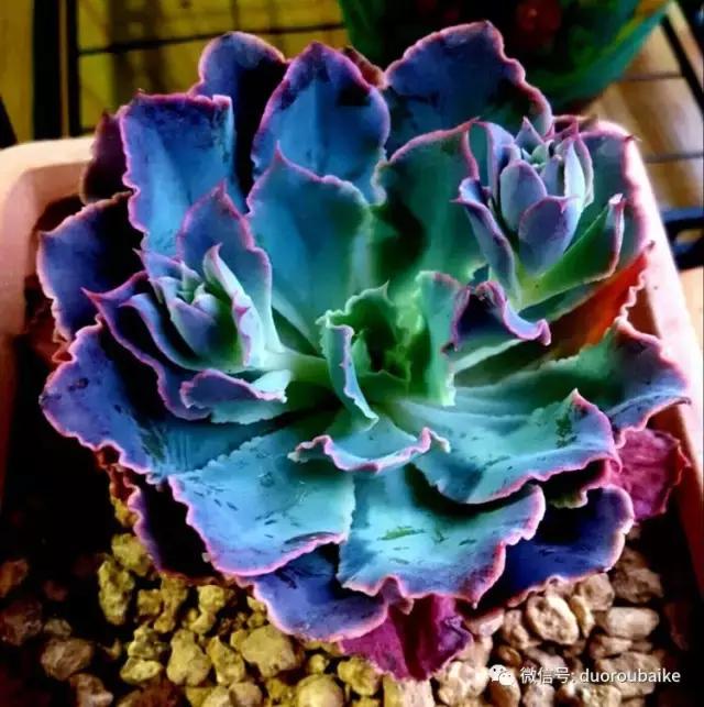 多肉爱好者必须养的有哪些多肉,心头肉多肉