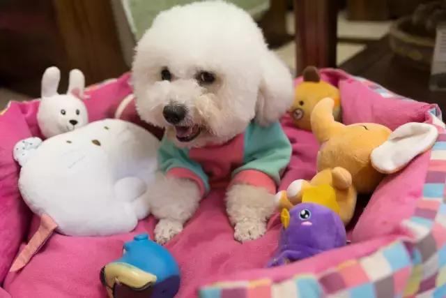 狗生如梦｜ONE实验室