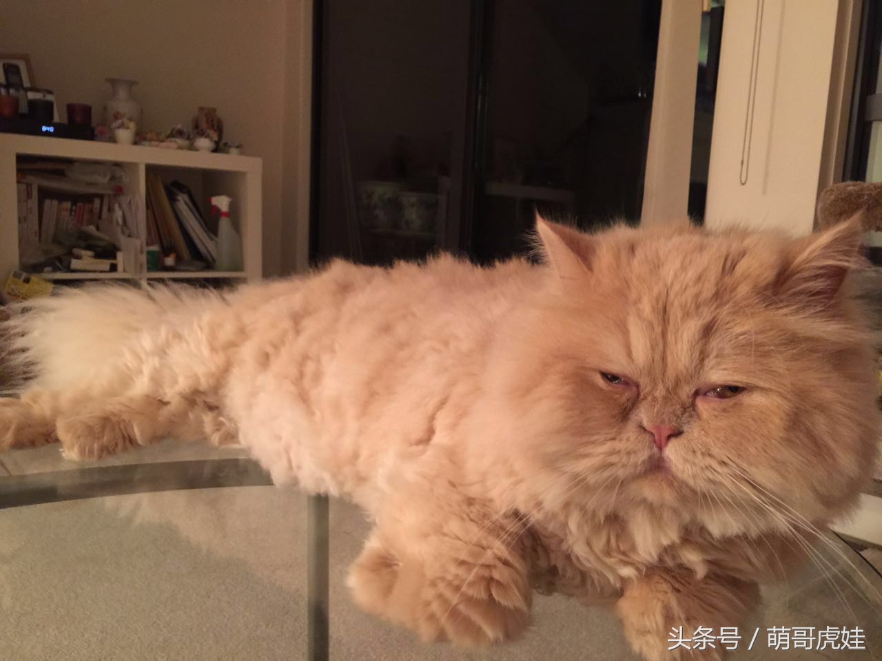 澶忓ぉ鏉ヤ簡鐚ゴ,澶忓ぉ鏉ヤ簡瑕佺粰鐚壀姣涘悧