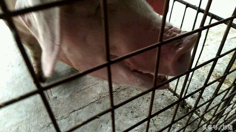 公猪母猪如何防止热应激,母猪热应激不吃食怎么办