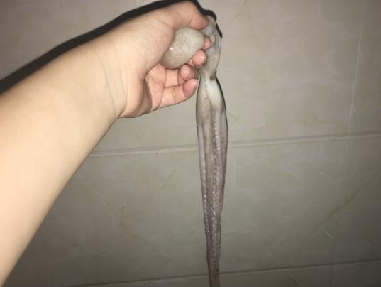 鲜活八爪鱼火锅,海鲜火锅配上八爪鱼