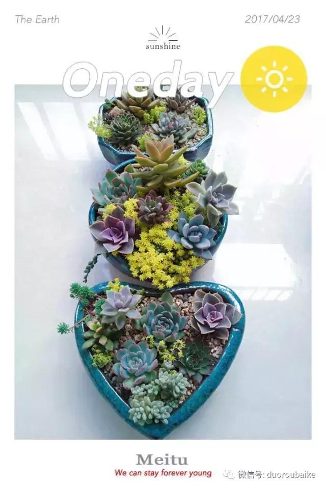 遇见多肉作品,和多肉邂逅的时光