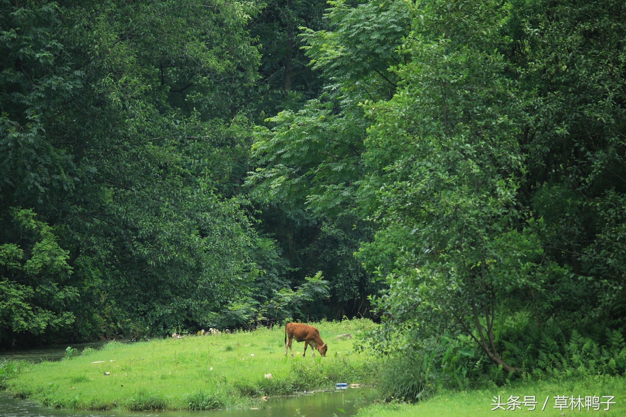 鸭子歪着脖子转圈是什么病,鸭子的脖子是歪的正常吗