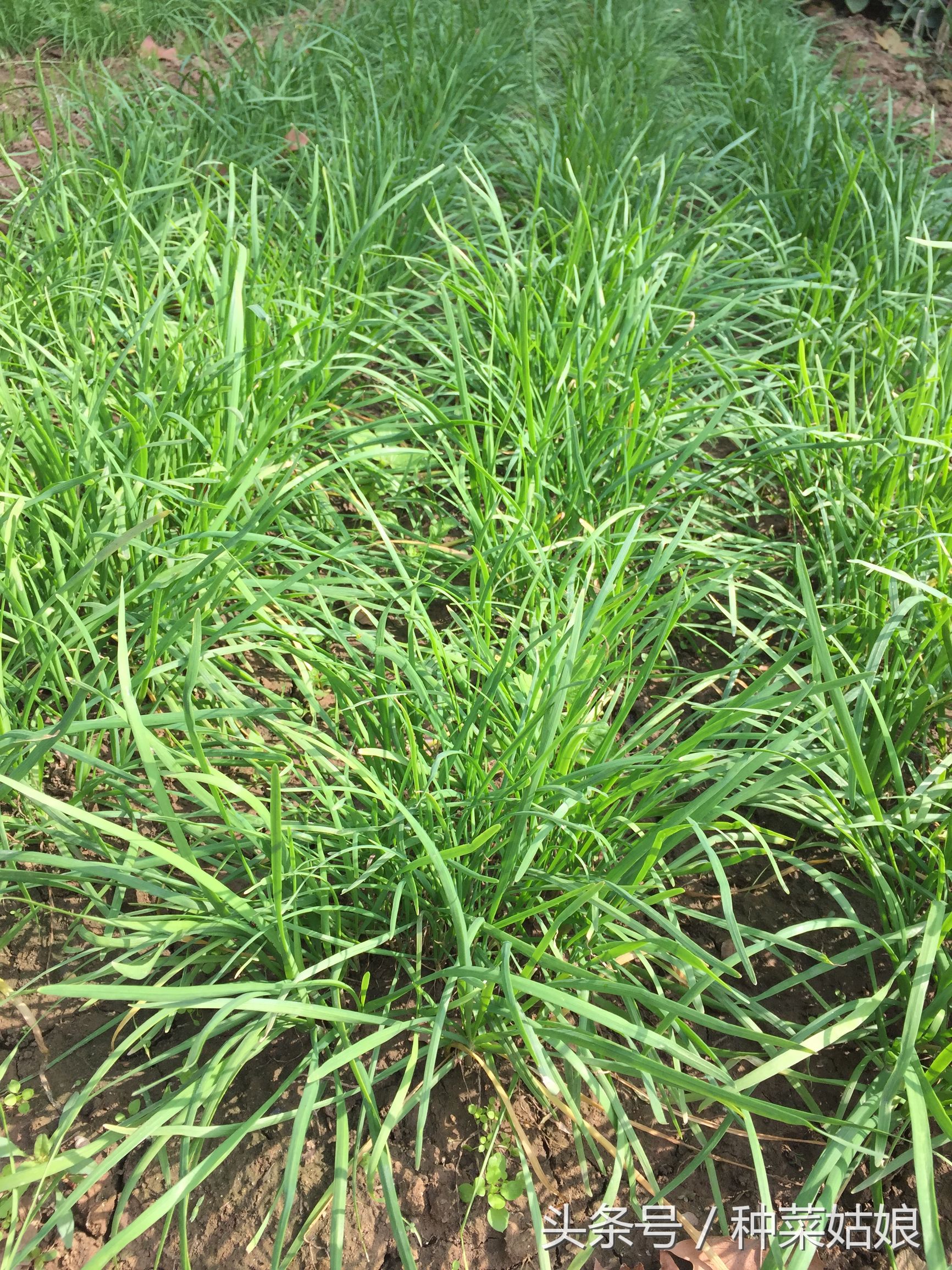 韭菜根的病菌和韭蛆如何快速处理,韭菜防韭蛆灌根所用药剂有哪些