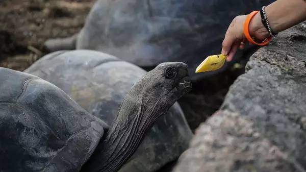 去塞舌尔用不用护照,塞舌尔护照免签国2024