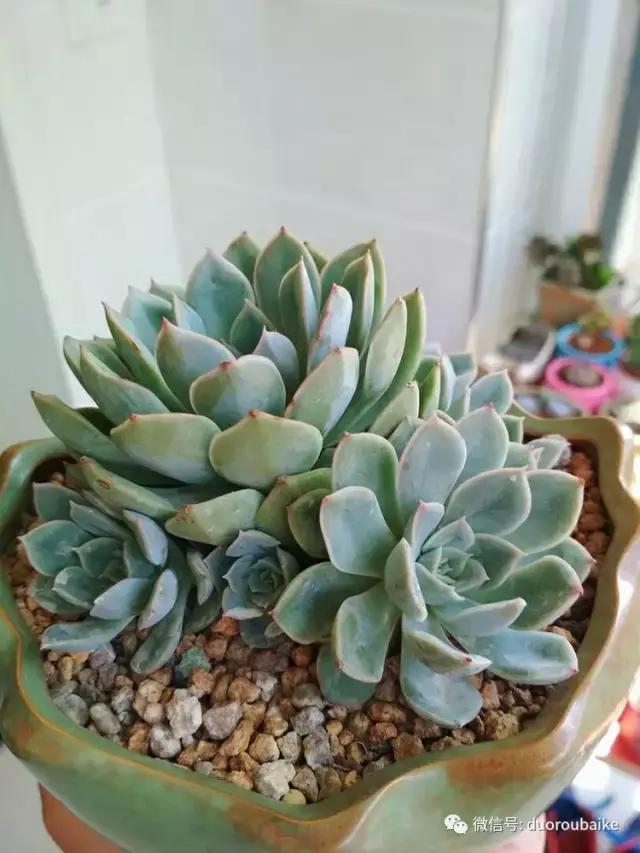 遇见多肉作品,和多肉邂逅的时光