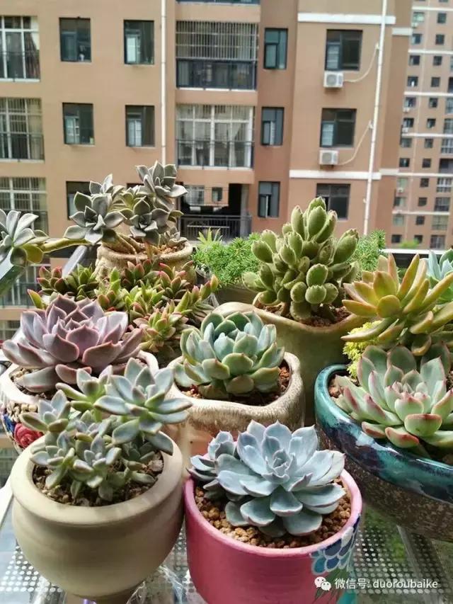 遇见多肉作品,和多肉邂逅的时光