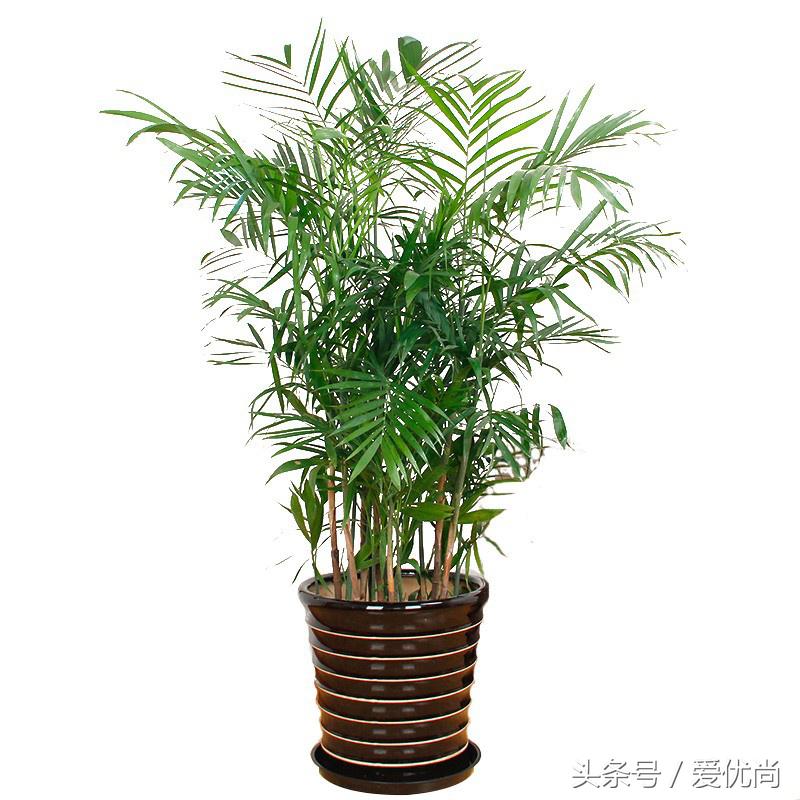 凤尾竹叶尖变黄发干怎么挽救,凤尾竹叶尖发黑变干怎么办