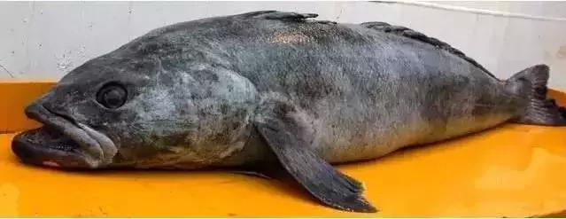 新西兰十大顶级食材,新西兰海鲜有哪些品类