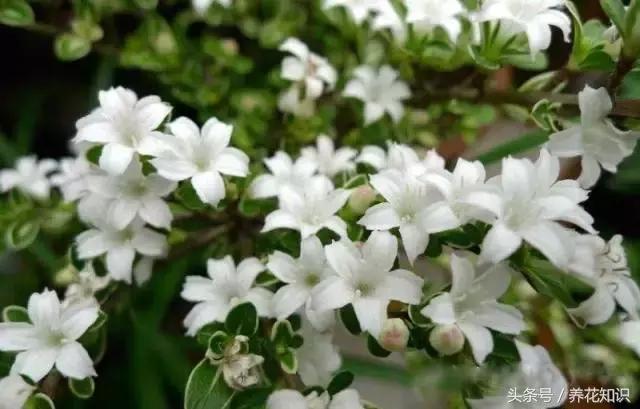 水养一年四季不黄叶的植物,水里加点什么花养得好