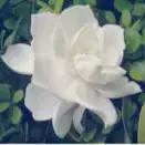 生活中简单易得的5种养颜花，好用又好吃！