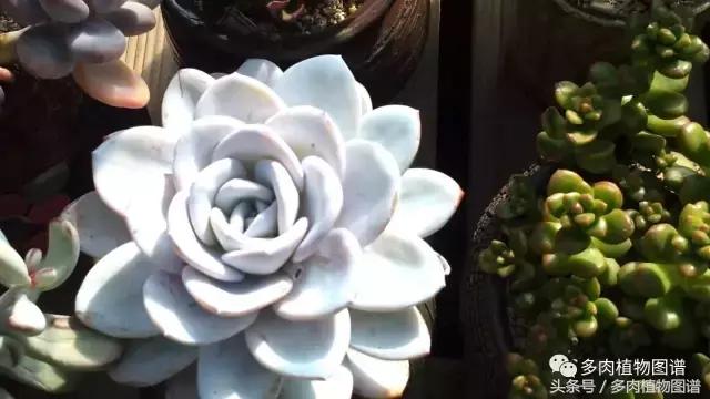 满阳台的多肉,满阳台多肉