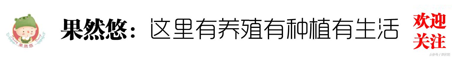 母猪肉到底有没有危害,母猪肉可以吃吗有毒吗