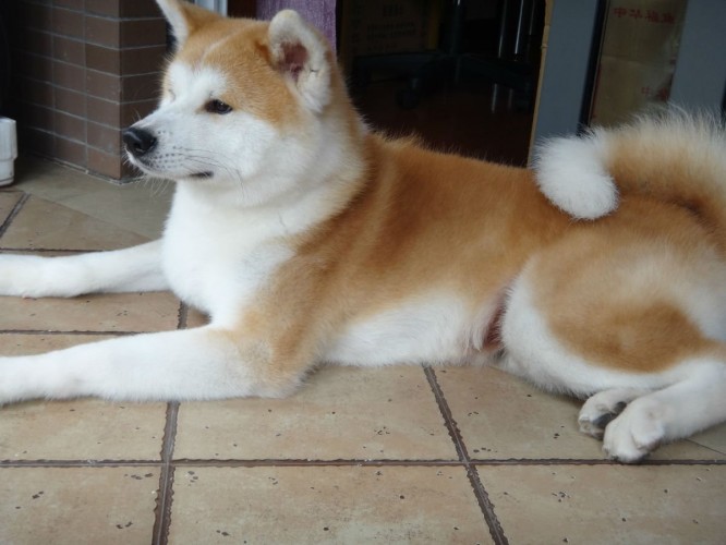 秋田犬怎么养和训练,秋田犬的正确喂养方法