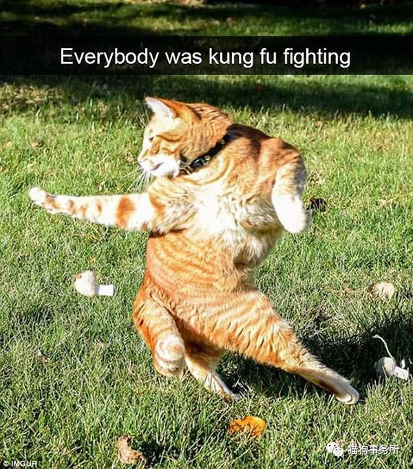 搞笑网红猫咪图片,网络上小猫照片被网友恶搞